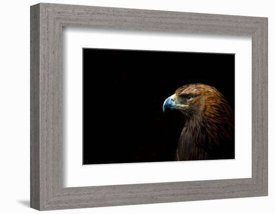 Golden Eagle (Aquila Chrysaetos) Portrait, Captive, Occurs In The Northern Hemisphere-Edwin Giesbers-Framed Photographic Print