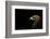 Golden Eagle (Aquila Chrysaetos) Portrait, Captive, Occurs In The Northern Hemisphere-Edwin Giesbers-Framed Photographic Print