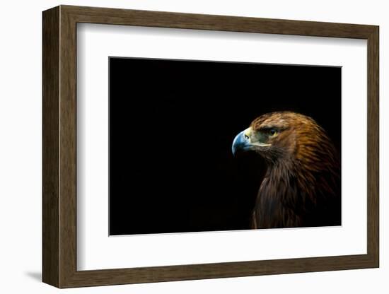 Golden Eagle (Aquila Chrysaetos) Portrait, Captive, Occurs In The Northern Hemisphere-Edwin Giesbers-Framed Photographic Print
