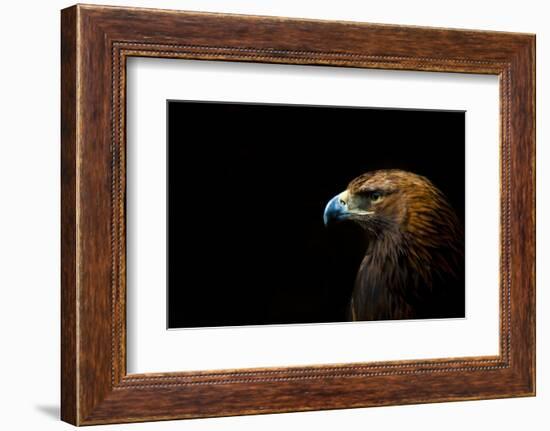 Golden Eagle (Aquila Chrysaetos) Portrait, Captive, Occurs In The Northern Hemisphere-Edwin Giesbers-Framed Photographic Print