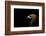 Golden Eagle (Aquila Chrysaetos) Portrait, Captive, Occurs In The Northern Hemisphere-Edwin Giesbers-Framed Photographic Print