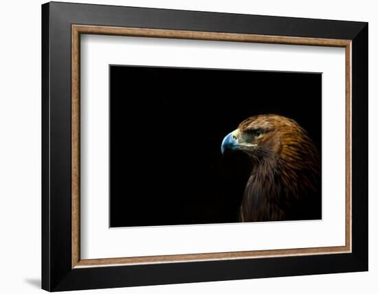 Golden Eagle (Aquila Chrysaetos) Portrait, Captive, Occurs In The Northern Hemisphere-Edwin Giesbers-Framed Photographic Print