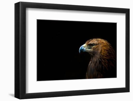 Golden Eagle (Aquila Chrysaetos) Portrait, Captive, Occurs In The Northern Hemisphere-Edwin Giesbers-Framed Photographic Print