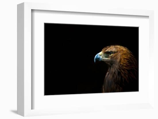 Golden Eagle (Aquila Chrysaetos) Portrait, Captive, Occurs In The Northern Hemisphere-Edwin Giesbers-Framed Photographic Print