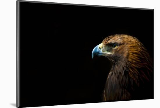 Golden Eagle (Aquila Chrysaetos) Portrait, Captive, Occurs In The Northern Hemisphere-Edwin Giesbers-Mounted Photographic Print