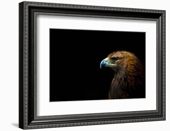 Golden Eagle (Aquila Chrysaetos) Portrait, Captive, Occurs In The Northern Hemisphere-Edwin Giesbers-Framed Photographic Print