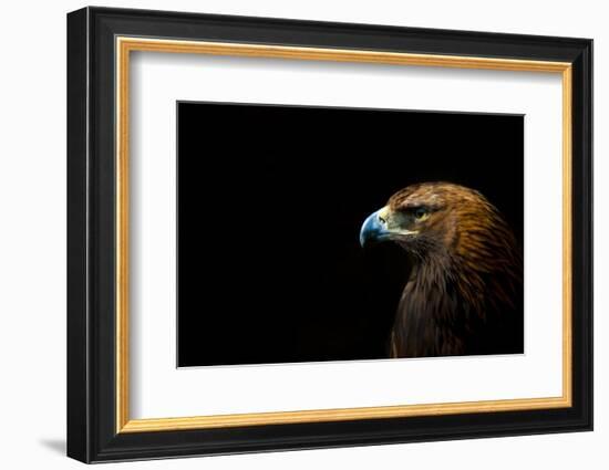 Golden Eagle (Aquila Chrysaetos) Portrait, Captive, Occurs In The Northern Hemisphere-Edwin Giesbers-Framed Photographic Print