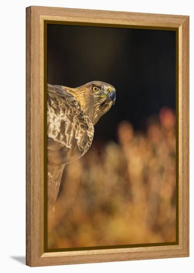 Golden eagle (Aquila chrysaetos), Sweden, Scandinavia, Europe-Janette Hill-Framed Premier Image Canvas