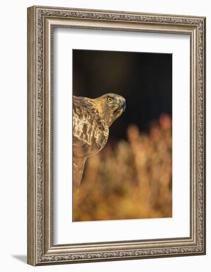 Golden eagle (Aquila chrysaetos), Sweden, Scandinavia, Europe-Janette Hill-Framed Photographic Print