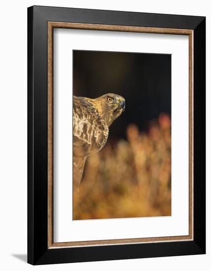 Golden eagle (Aquila chrysaetos), Sweden, Scandinavia, Europe-Janette Hill-Framed Photographic Print