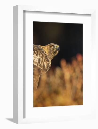 Golden eagle (Aquila chrysaetos), Sweden, Scandinavia, Europe-Janette Hill-Framed Photographic Print