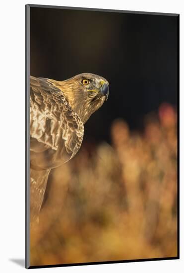 Golden eagle (Aquila chrysaetos), Sweden, Scandinavia, Europe-Janette Hill-Mounted Photographic Print