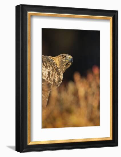 Golden eagle (Aquila chrysaetos), Sweden, Scandinavia, Europe-Janette Hill-Framed Photographic Print