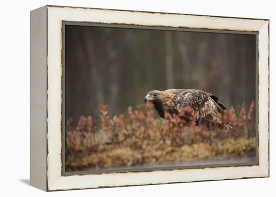 Golden eagle (Aquila chrysaetos), Sweden, Scandinavia, Europe-Janette Hill-Framed Premier Image Canvas