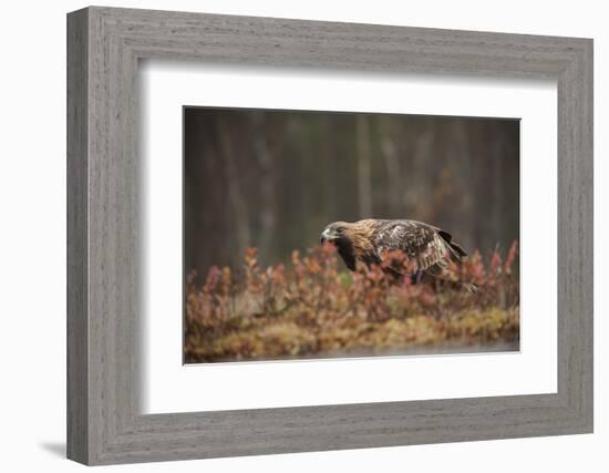 Golden eagle (Aquila chrysaetos), Sweden, Scandinavia, Europe-Janette Hill-Framed Photographic Print