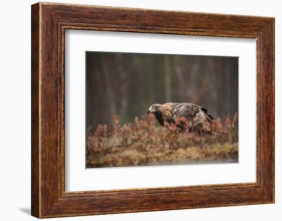 Golden eagle (Aquila chrysaetos), Sweden, Scandinavia, Europe-Janette Hill-Framed Photographic Print