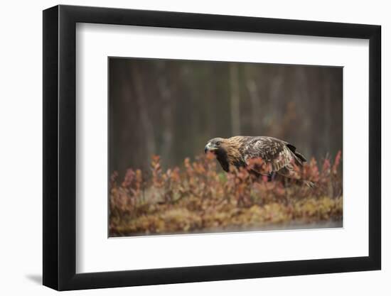 Golden eagle (Aquila chrysaetos), Sweden, Scandinavia, Europe-Janette Hill-Framed Photographic Print