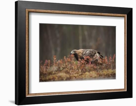 Golden eagle (Aquila chrysaetos), Sweden, Scandinavia, Europe-Janette Hill-Framed Photographic Print