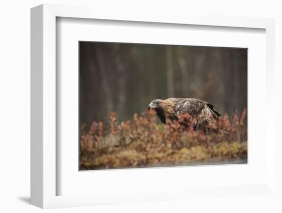 Golden eagle (Aquila chrysaetos), Sweden, Scandinavia, Europe-Janette Hill-Framed Photographic Print