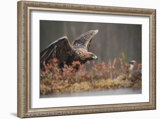 Golden eagle (Aquila chrysaetos), Sweden, Scandinavia, Europe-Janette Hill-Framed Photographic Print