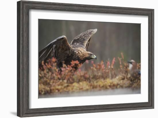 Golden eagle (Aquila chrysaetos), Sweden, Scandinavia, Europe-Janette Hill-Framed Photographic Print