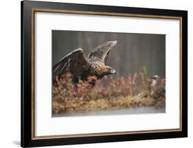Golden eagle (Aquila chrysaetos), Sweden, Scandinavia, Europe-Janette Hill-Framed Photographic Print