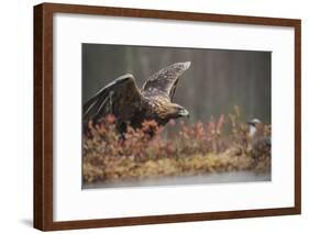 Golden eagle (Aquila chrysaetos), Sweden, Scandinavia, Europe-Janette Hill-Framed Photographic Print