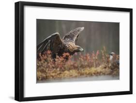 Golden eagle (Aquila chrysaetos), Sweden, Scandinavia, Europe-Janette Hill-Framed Photographic Print