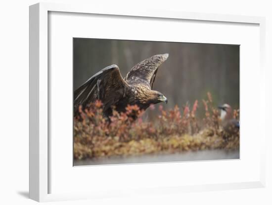 Golden eagle (Aquila chrysaetos), Sweden, Scandinavia, Europe-Janette Hill-Framed Photographic Print