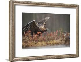 Golden eagle (Aquila chrysaetos), Sweden, Scandinavia, Europe-Janette Hill-Framed Photographic Print