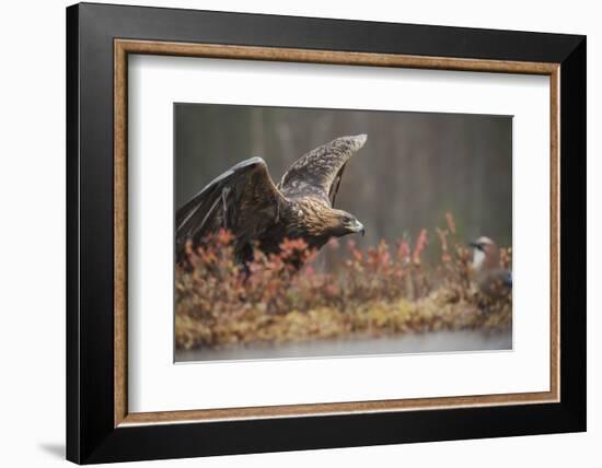 Golden eagle (Aquila chrysaetos), Sweden, Scandinavia, Europe-Janette Hill-Framed Photographic Print