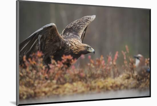 Golden eagle (Aquila chrysaetos), Sweden, Scandinavia, Europe-Janette Hill-Mounted Photographic Print