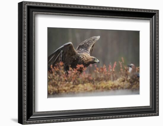 Golden eagle (Aquila chrysaetos), Sweden, Scandinavia, Europe-Janette Hill-Framed Photographic Print