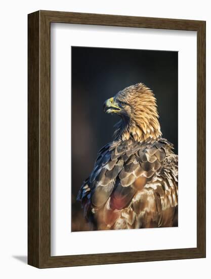 Golden eagle (Aquila chrysaetos), Sweden, Scandinavia, Europe-Janette Hill-Framed Photographic Print