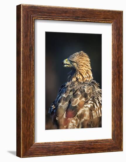 Golden eagle (Aquila chrysaetos), Sweden, Scandinavia, Europe-Janette Hill-Framed Photographic Print