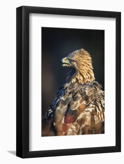 Golden eagle (Aquila chrysaetos), Sweden, Scandinavia, Europe-Janette Hill-Framed Photographic Print