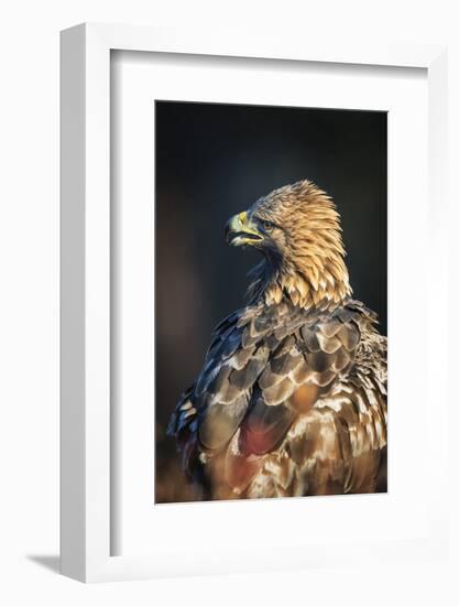 Golden eagle (Aquila chrysaetos), Sweden, Scandinavia, Europe-Janette Hill-Framed Photographic Print