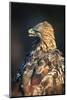 Golden eagle (Aquila chrysaetos), Sweden, Scandinavia, Europe-Janette Hill-Mounted Photographic Print