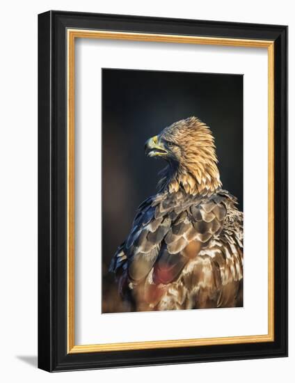 Golden eagle (Aquila chrysaetos), Sweden, Scandinavia, Europe-Janette Hill-Framed Photographic Print