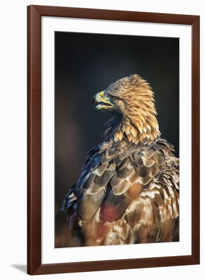 Golden eagle (Aquila chrysaetos), Sweden, Scandinavia, Europe-Janette Hill-Framed Photographic Print