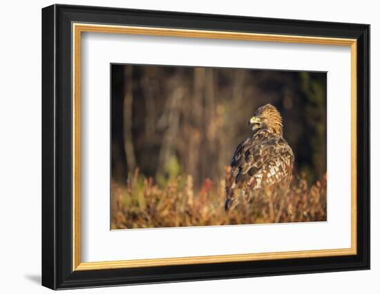 Golden eagle (Aquila chrysaetos), Sweden, Scandinavia, Europe-Janette Hill-Framed Photographic Print