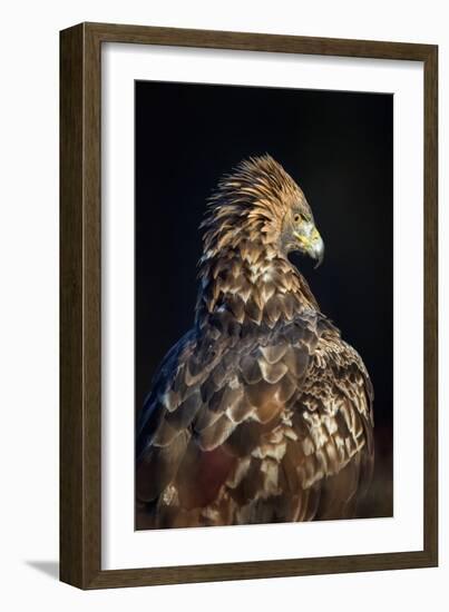 Golden eagle (Aquila chrysaetos), Sweden, Scandinavia, Europe-Janette Hill-Framed Photographic Print