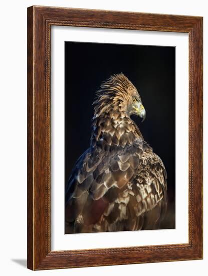 Golden eagle (Aquila chrysaetos), Sweden, Scandinavia, Europe-Janette Hill-Framed Photographic Print