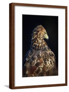 Golden eagle (Aquila chrysaetos), Sweden, Scandinavia, Europe-Janette Hill-Framed Photographic Print