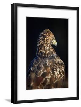 Golden eagle (Aquila chrysaetos), Sweden, Scandinavia, Europe-Janette Hill-Framed Photographic Print