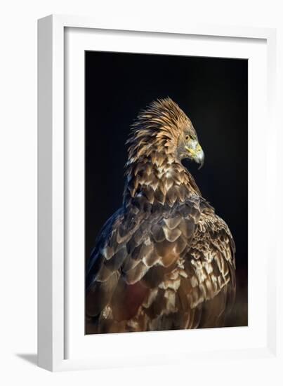 Golden eagle (Aquila chrysaetos), Sweden, Scandinavia, Europe-Janette Hill-Framed Photographic Print