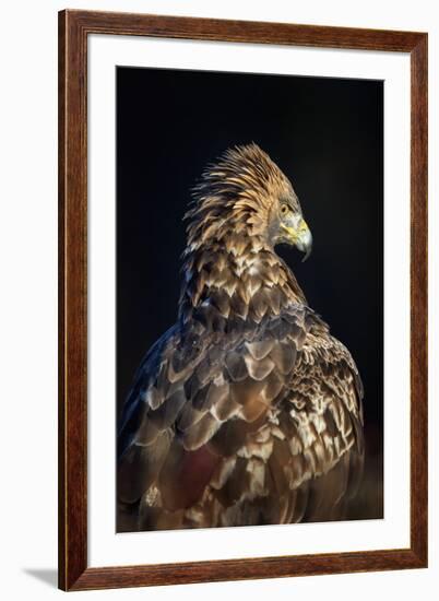 Golden eagle (Aquila chrysaetos), Sweden, Scandinavia, Europe-Janette Hill-Framed Photographic Print