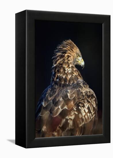 Golden eagle (Aquila chrysaetos), Sweden, Scandinavia, Europe-Janette Hill-Framed Premier Image Canvas