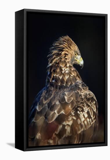 Golden eagle (Aquila chrysaetos), Sweden, Scandinavia, Europe-Janette Hill-Framed Premier Image Canvas