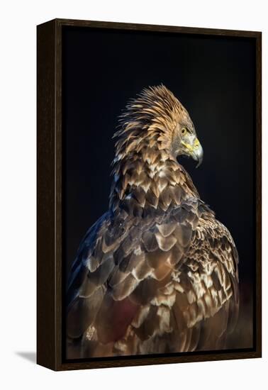 Golden eagle (Aquila chrysaetos), Sweden, Scandinavia, Europe-Janette Hill-Framed Premier Image Canvas
